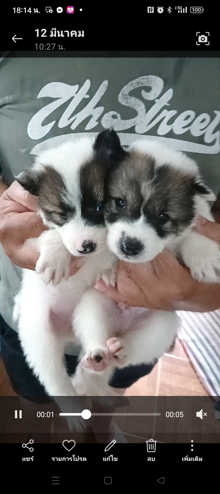 ขายลูกสุนัขบางแก้วอ้วนๆกำลังซนครับ ผู้ 5 ตัว เมีย 3 ตัว ไลน์ 0847244293