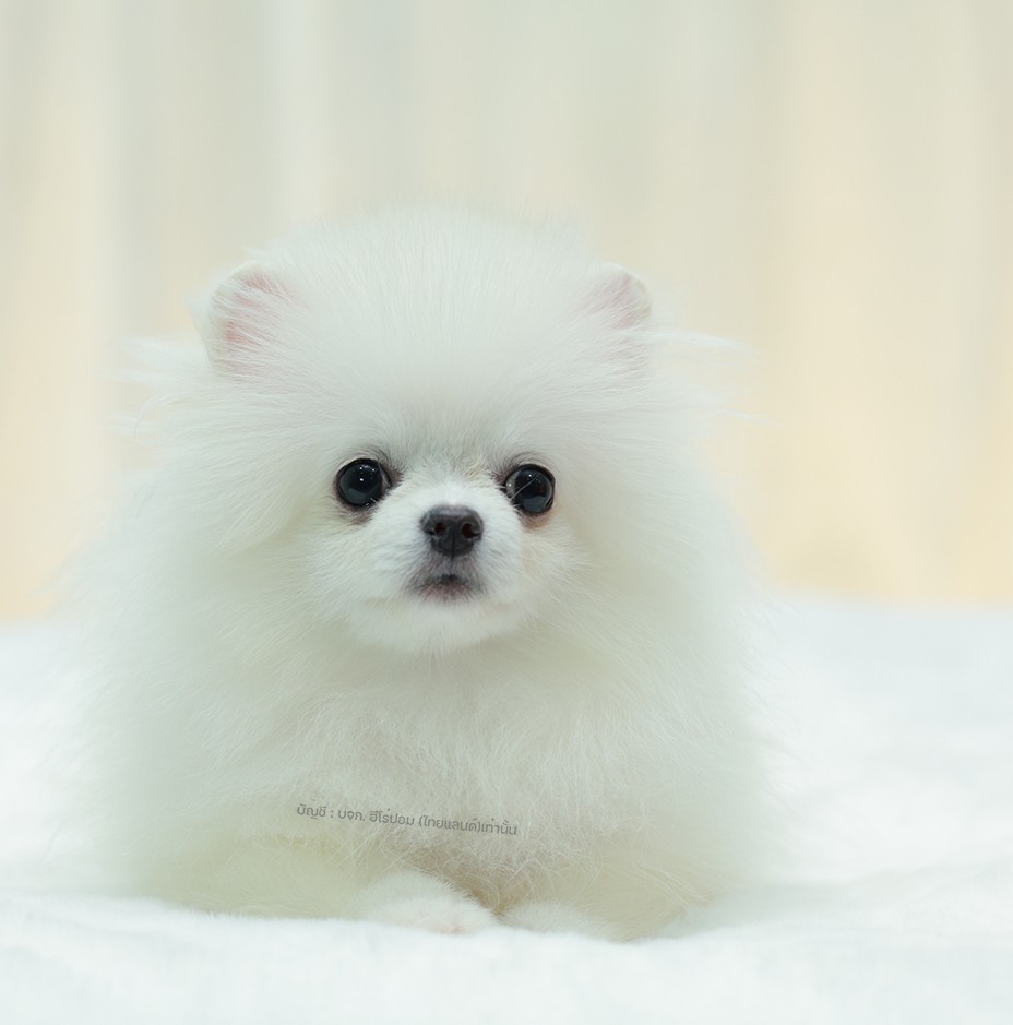 ปอมแท้ ปอมหน้าหมี HRM-68598 เพศชาย สีขาว ตัวจิ๋วตัวเล็ก แก้มอ้วน น่าฟัดมาก ๆ ตอน...