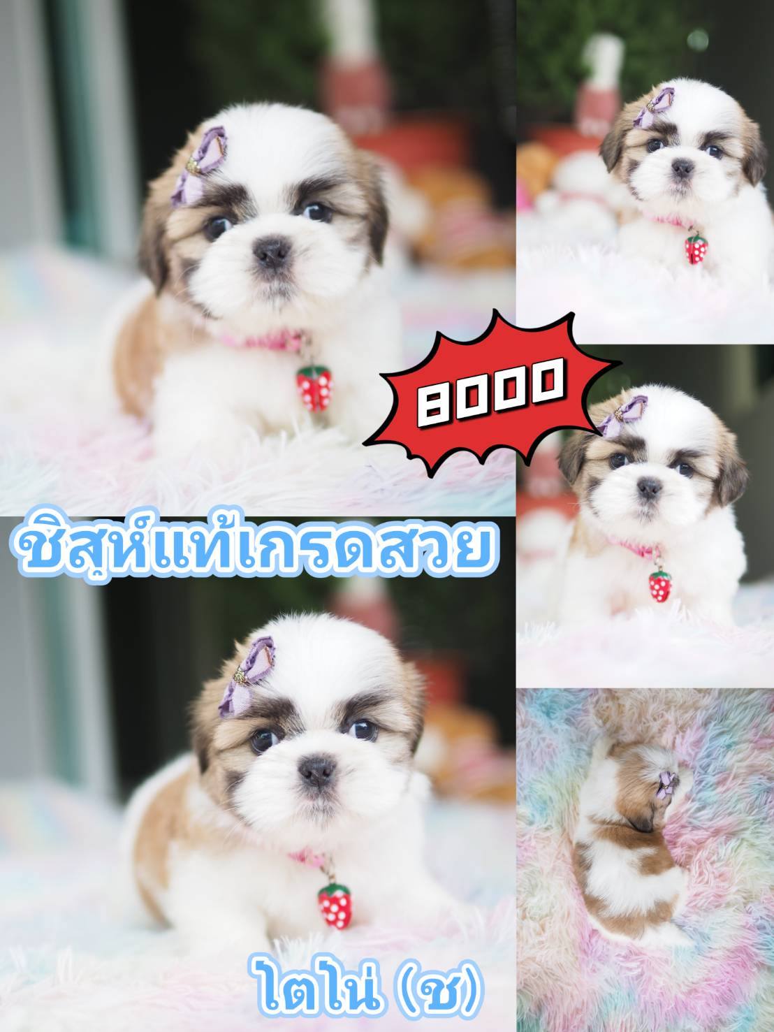 ชิสุแท้