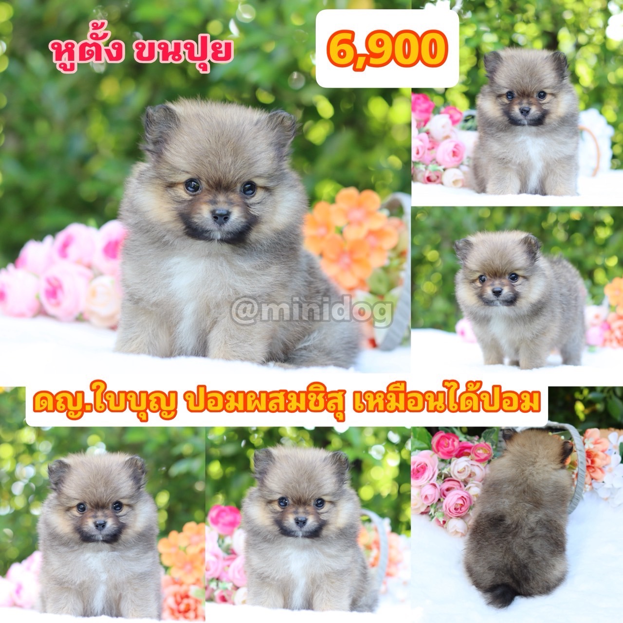 ชิสุผสมปอม