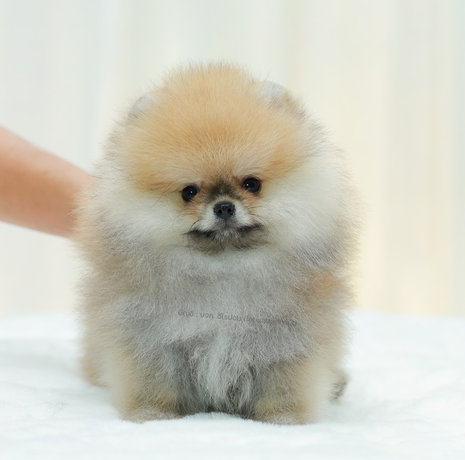 ปอมแท้ ปอมหน้าหมี HRM-10823 เพศชาย สีส้ม ตัวจิ๋วตัวเล็ก แก้มอ้วน น่าฟัดมาก ๆ ตอน...