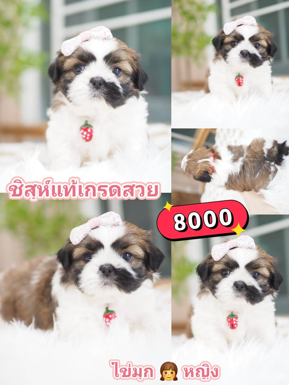 กิ๊ฟซ่าชิสุ ❤️ กทม