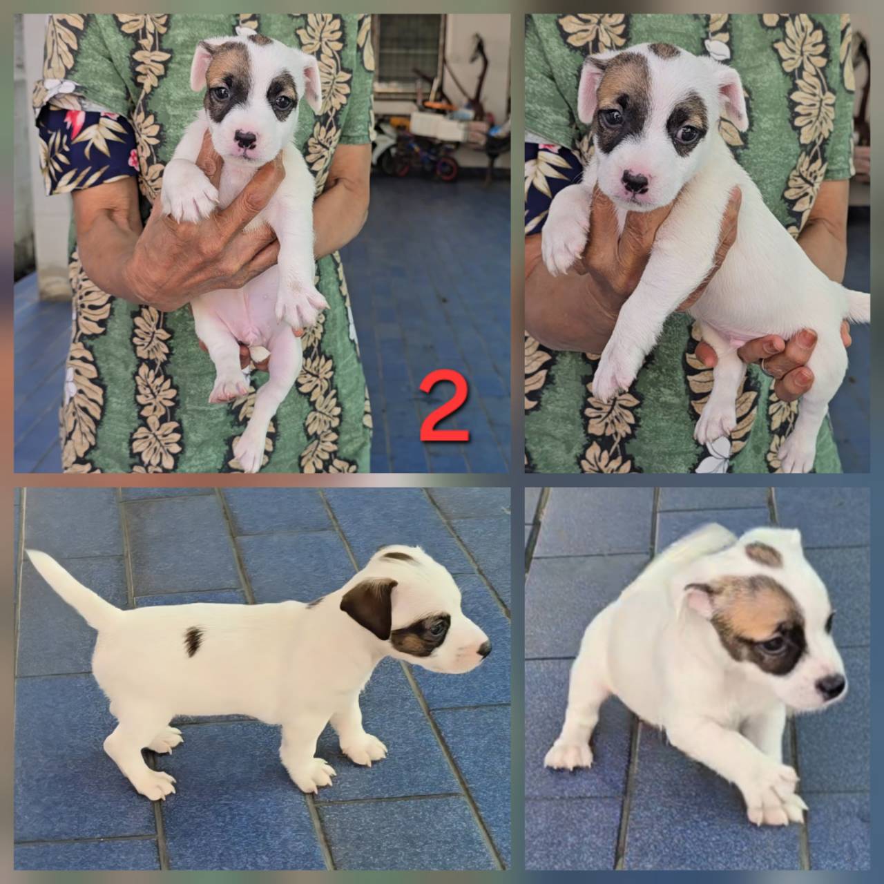 ลูกสุนัขแจ็ค รัสเซลล์ เพศผู้ สายพันธุ์แท้ มาร์กิ้งหน้าเท่ห์ ร่าเริง ฉลาด เลี้ยงง...