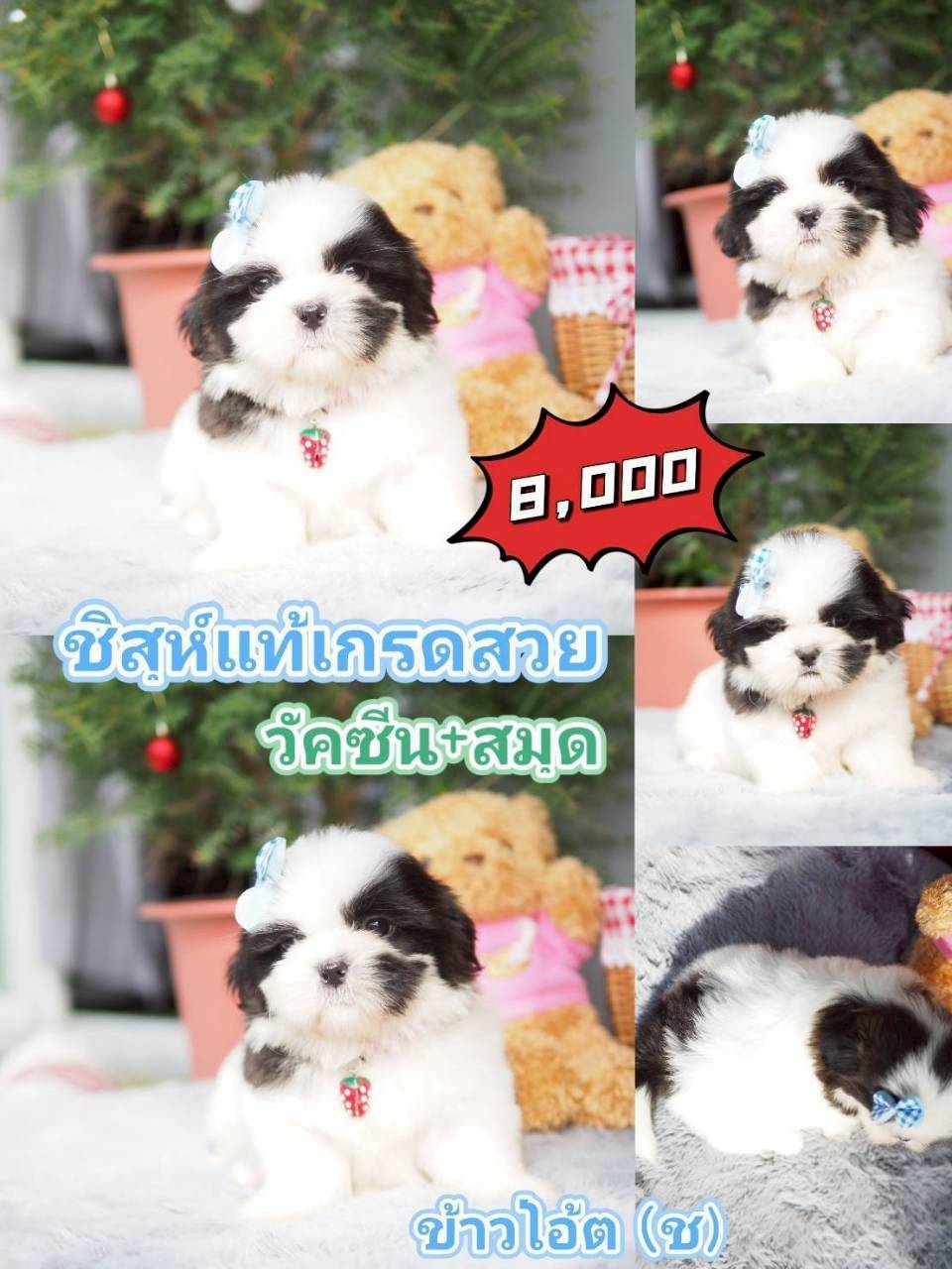 กิ๊ฟซ่า ลดได้ๆ