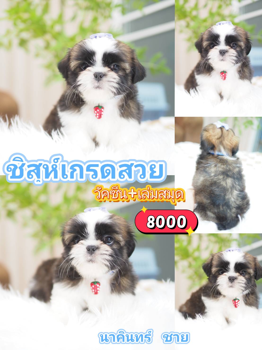 Shihtzu