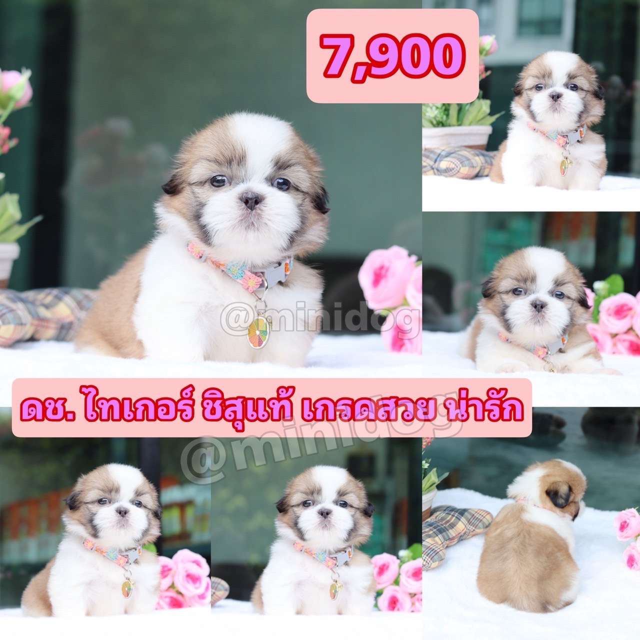 ชิสุแท้เกรดสวย