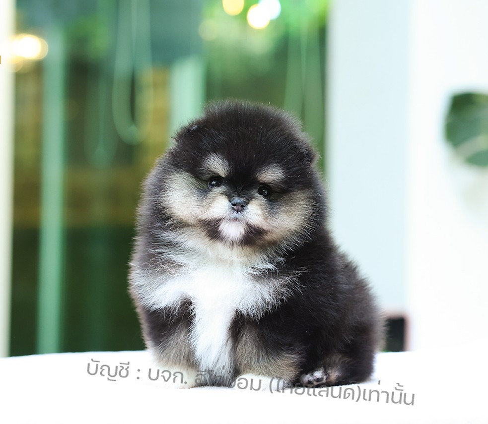 ปอมแท้ ปอมหน้าสั้น HRF-10845 เพศญิง สีBlack silve น่ารักมาก ๆ ถ่ายรูปแล้วขึ้นกล้...