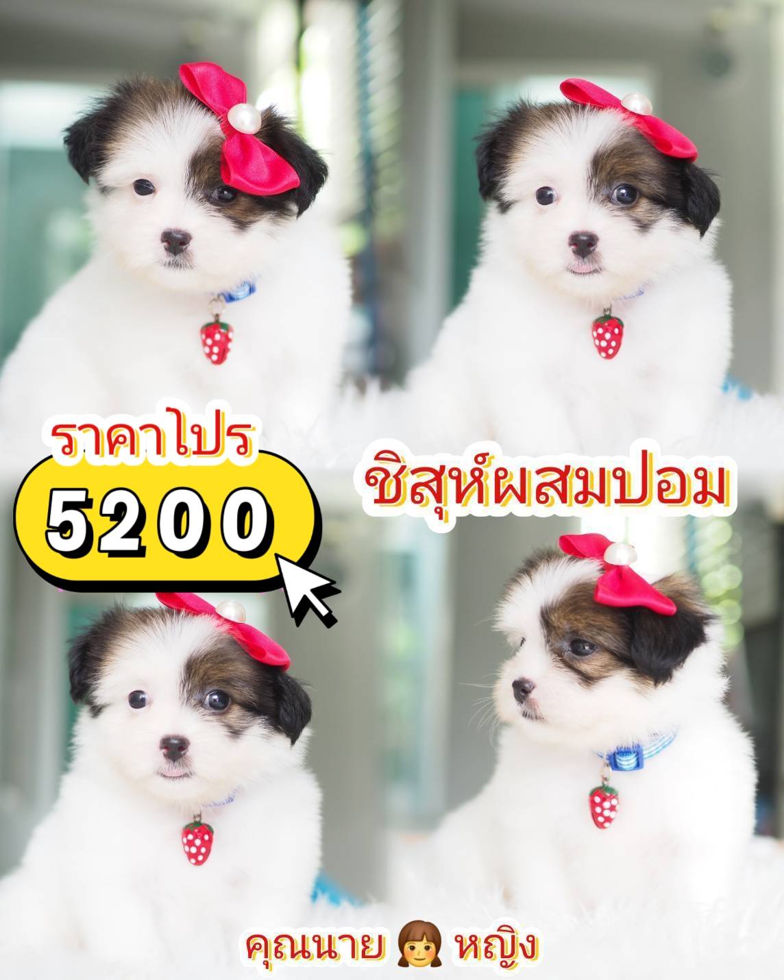ปอมผสมชิสุ