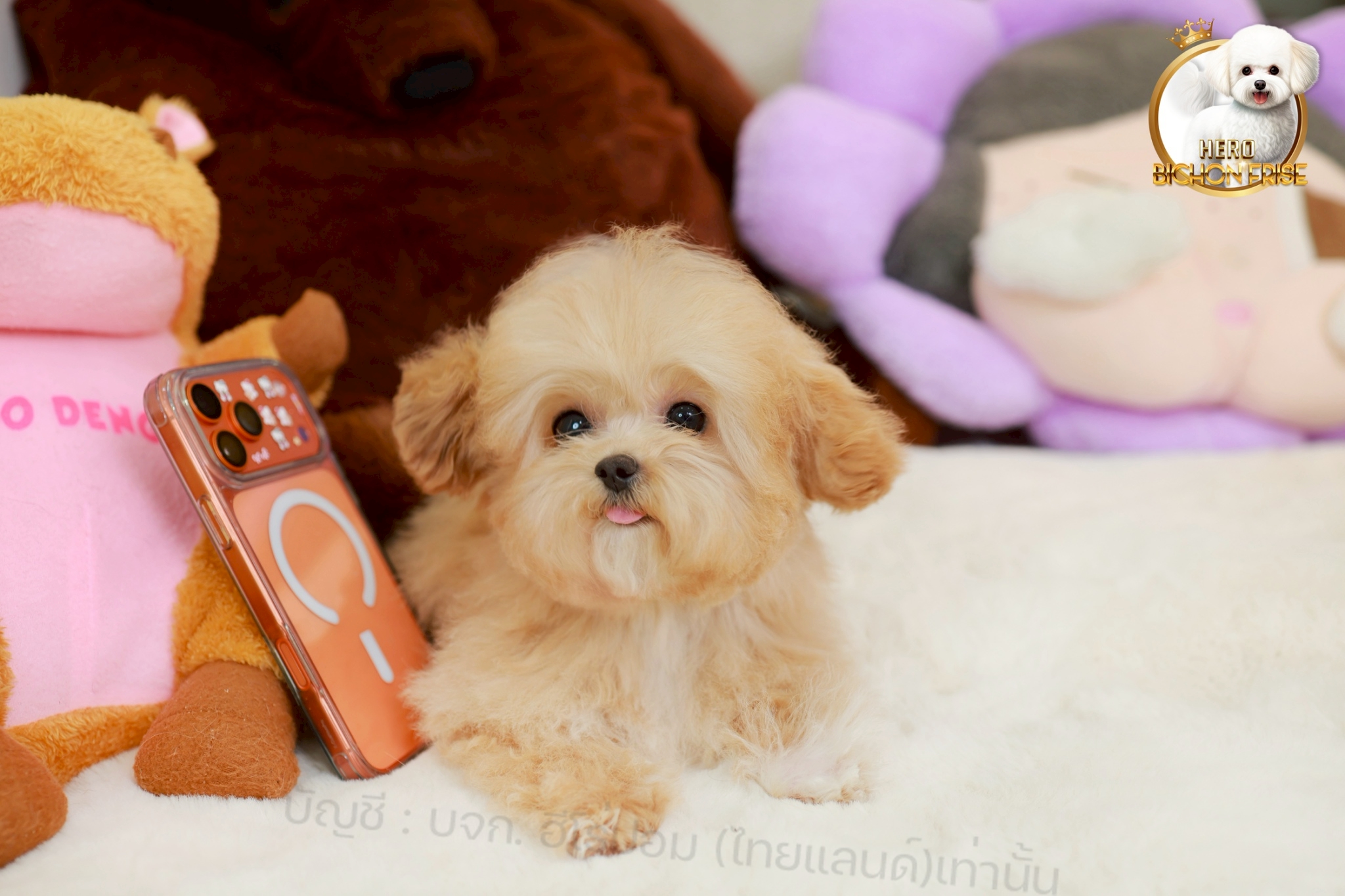 bichonพู BCF-42934 เพศหญิง สีแชมเปญ หน้าตาน่ารัก ขาสั้น ขนแน่นฟู ขี้เล่นมาก ตัวเ...