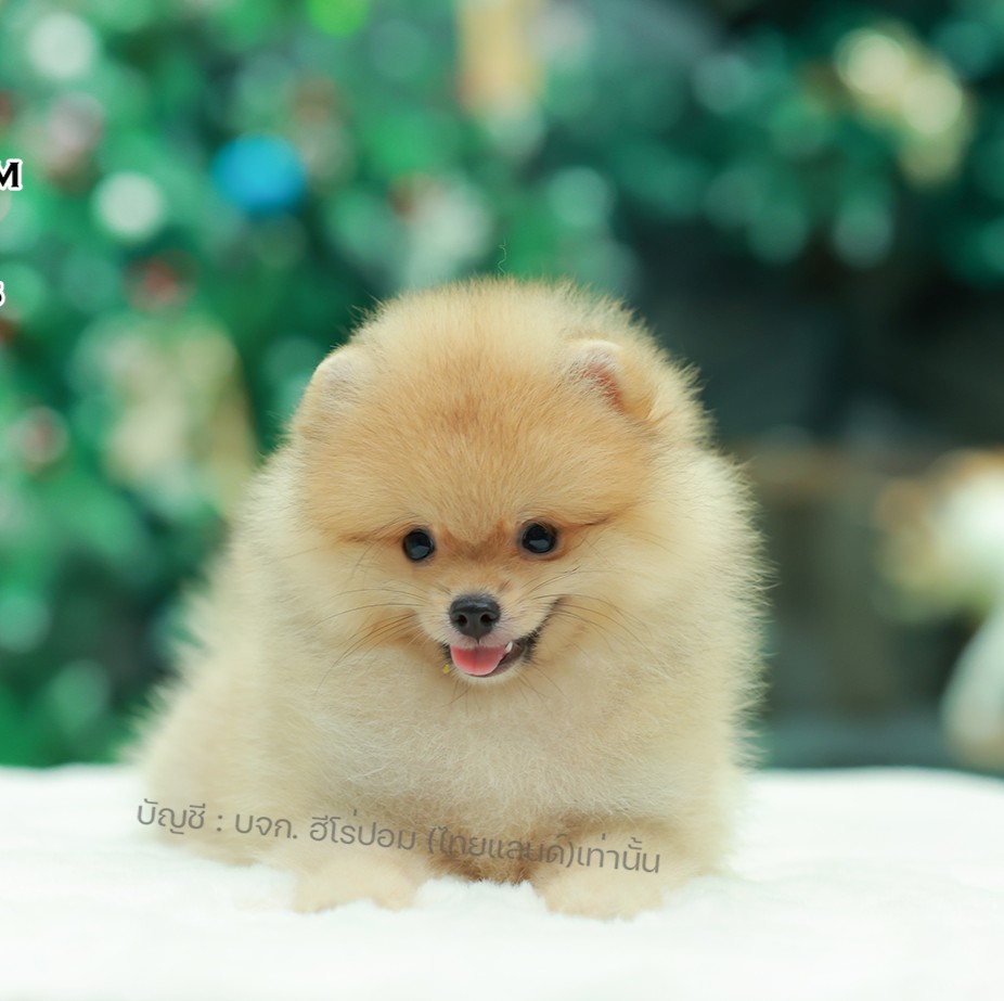 ปอมแท้ ปอมหน้าหมี HRF-10824 เพศหญิง สีส้ม ตัวจิ๋วตัวเล็ก แก้มอ้วน น่าฟัดมาก ๆ ตอ...