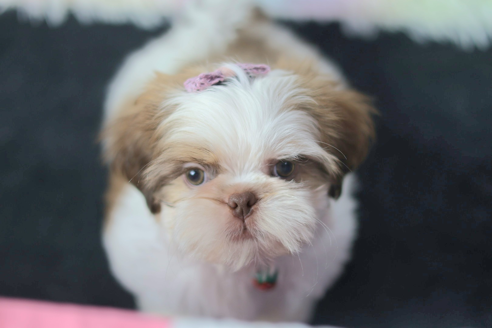 กิ๊ฟซ่า มาแล้ว ถูกและดี @kibzaa