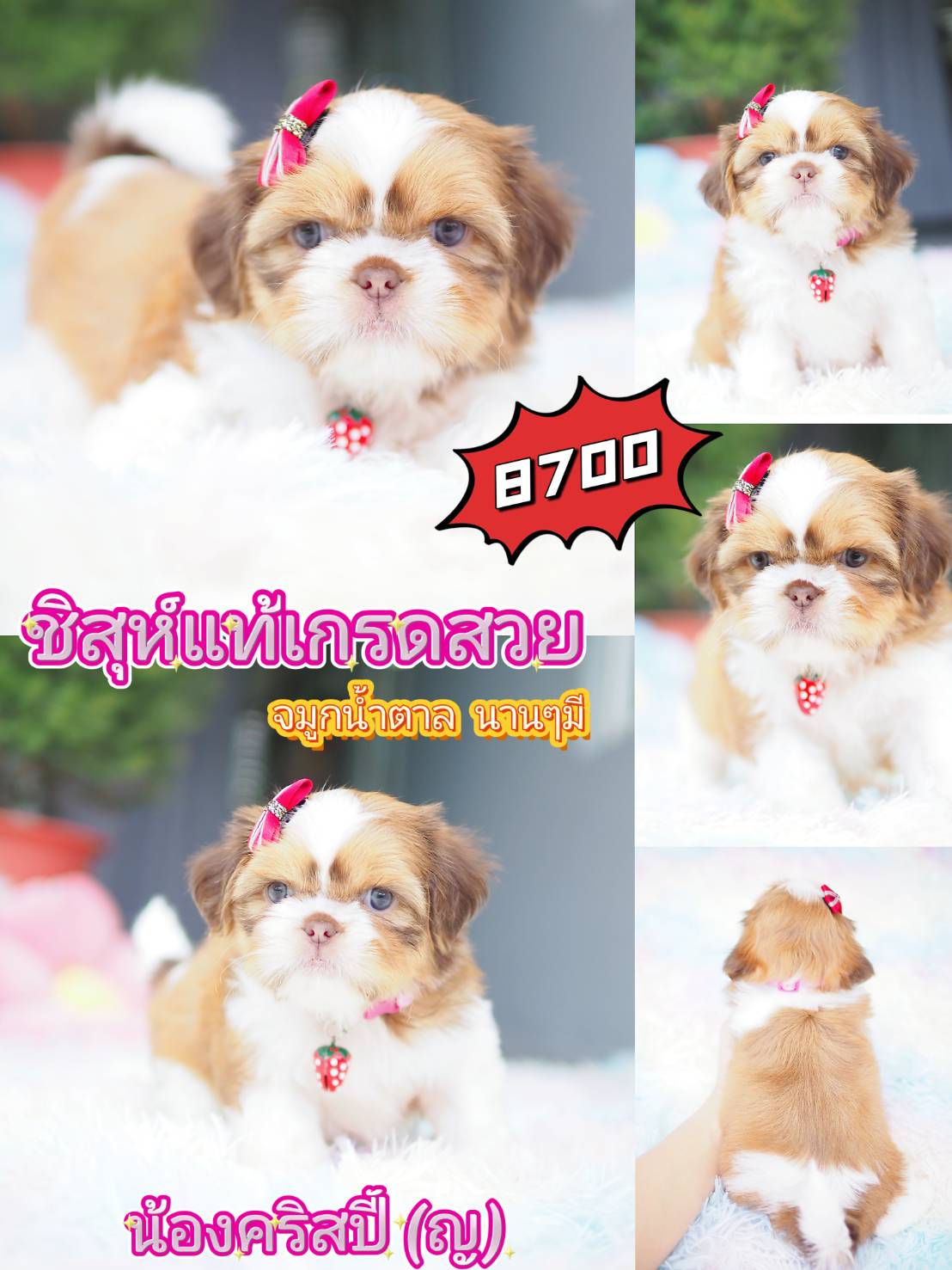 กิ๊ฟซ่า ชิสุห์ ส่วนลด รออยู่คะ
