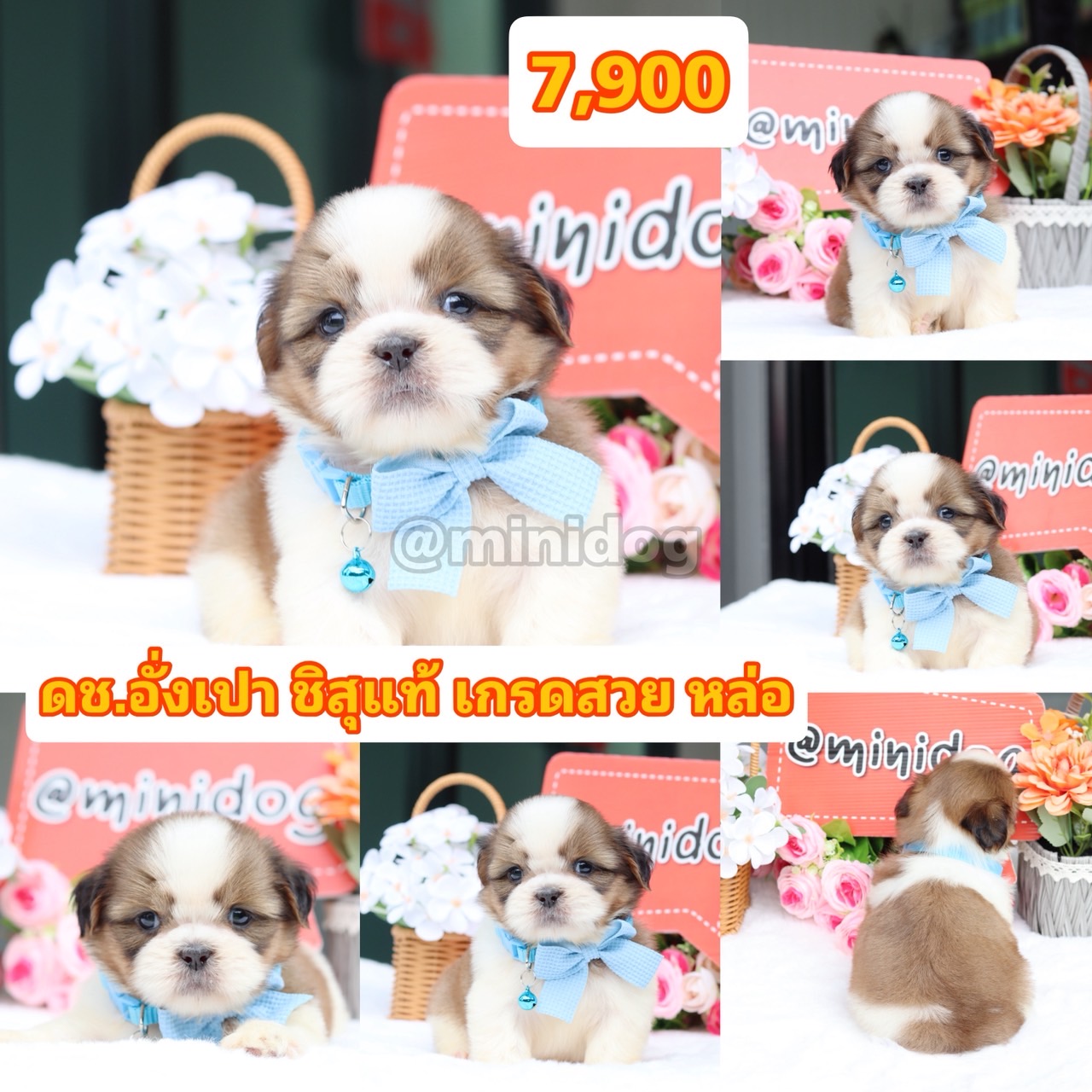 ชิสุแท้เกรดสวย