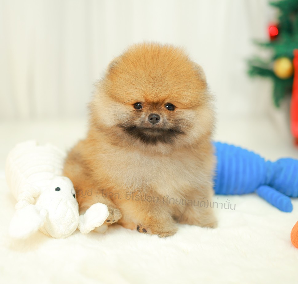 ปอมแท้ ปอมหน้าหมี HRM-10072 เพศชาย สีส้ม อายุ 2 เดือน ขนแน่น ขาใหญ่ กินเก่ง หน้า...