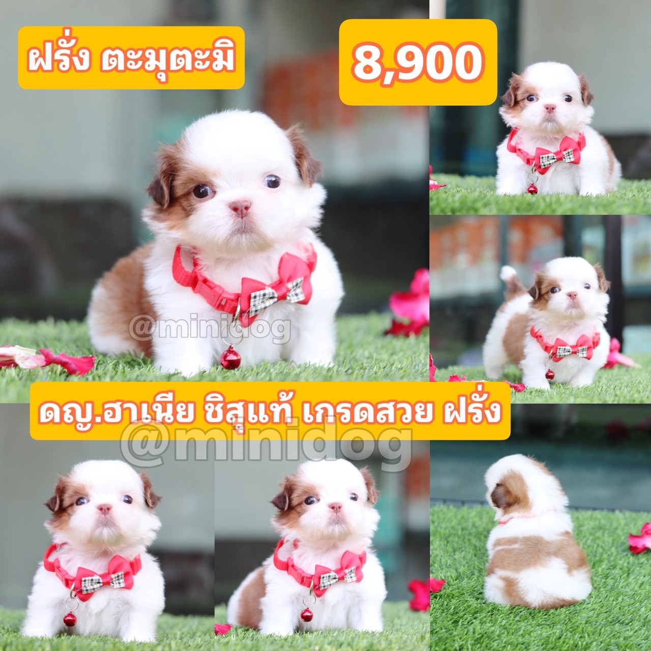 ชิสุแท้เกรดสวย