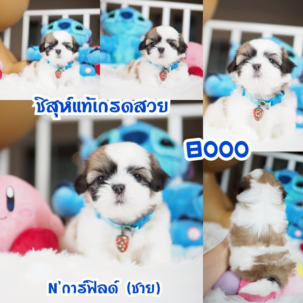 ชิสุ กิ๊ฟซ่า