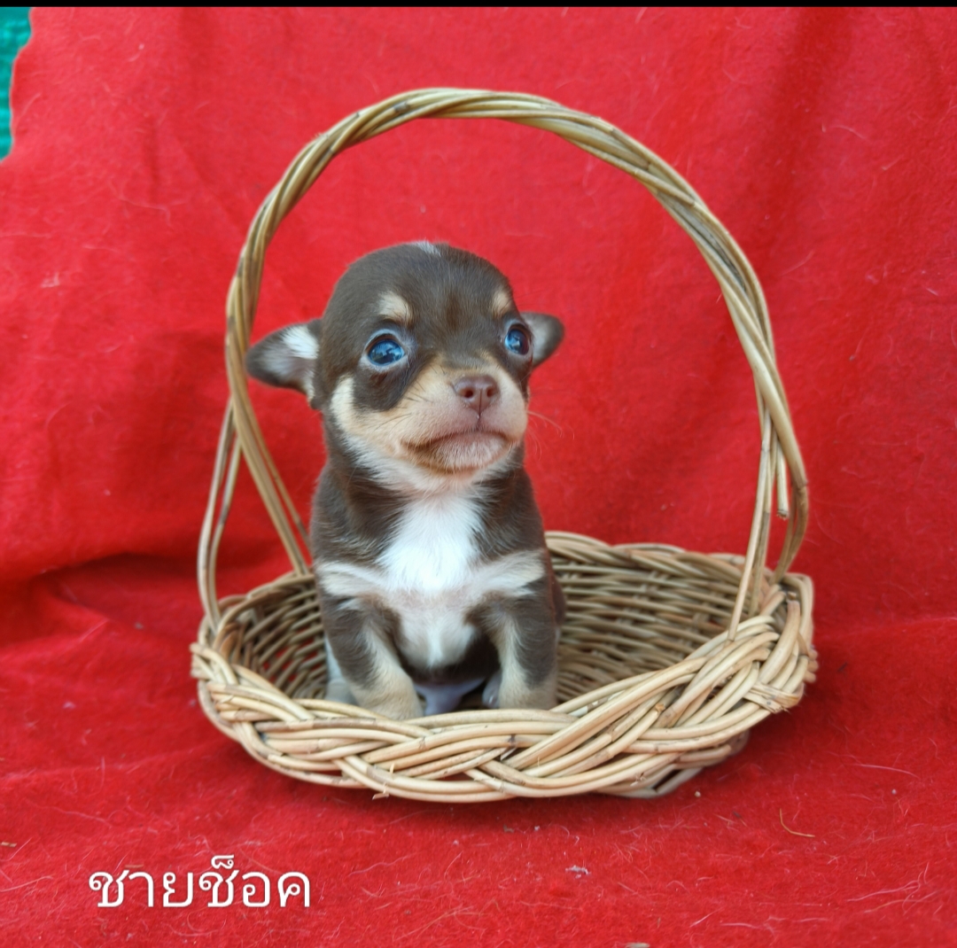 ชิวาวาขนสั้น