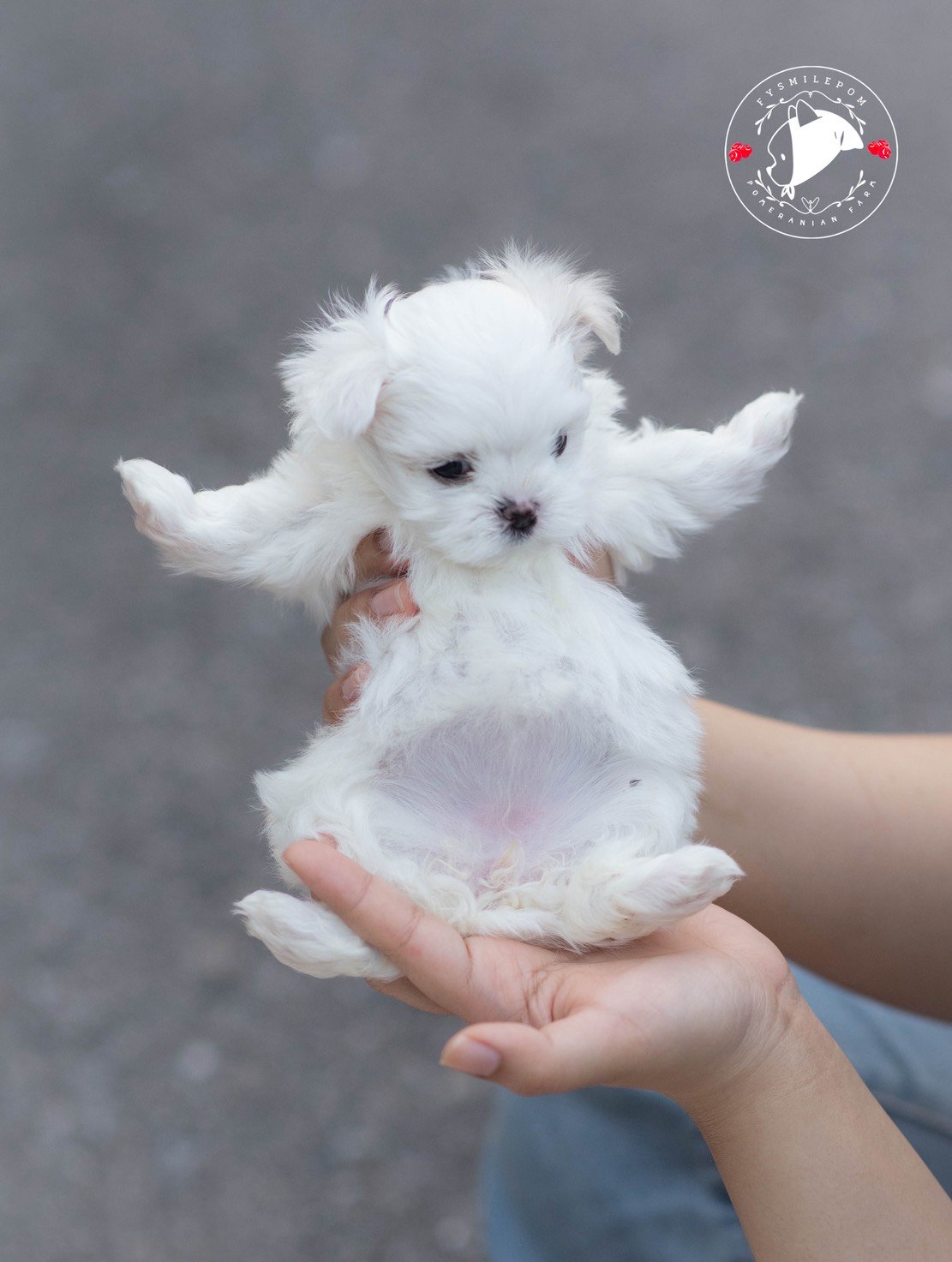 FYsmilepom น้องมอลทีส เพศเมีย หน้าตาน่ารัก พร้อมย้ายบ้านค่ะ 0830777178