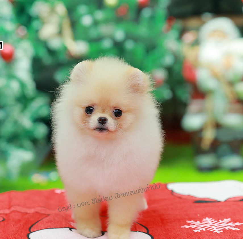 ปอมแท้ ปอมหน้าหมี HRF-68390 เพศหญิง สีส้ม ตัวจิ๋วตัวเล็ก แก้มอ้วน น่าฟัดมาก ๆ ตอ...