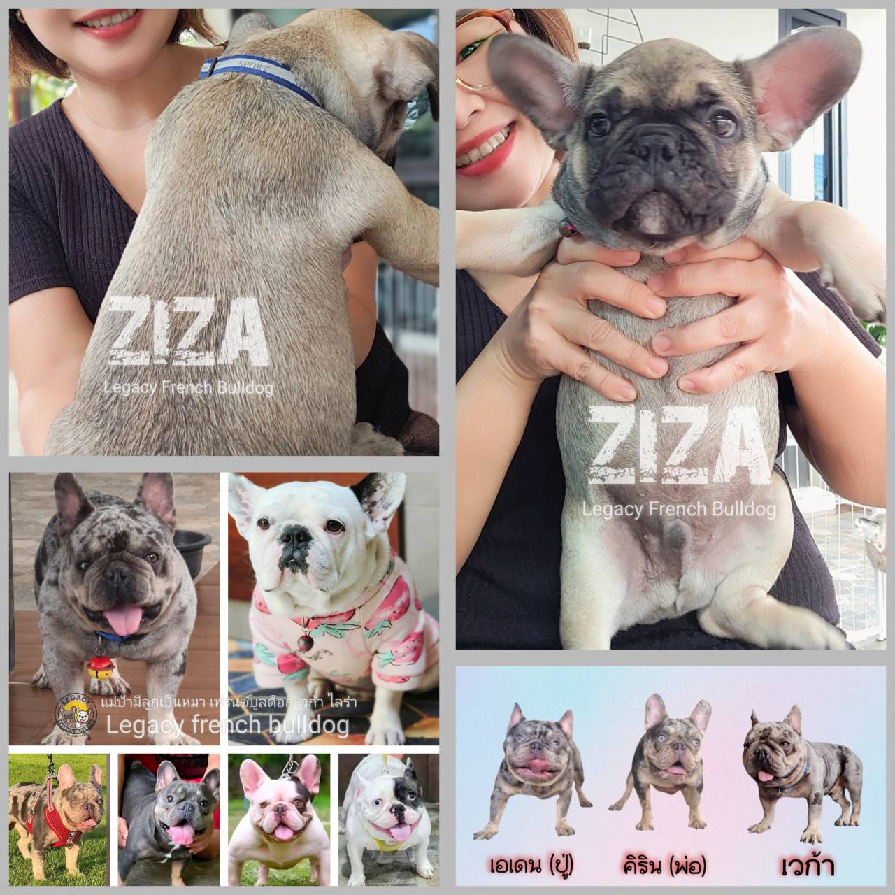 ZIZA สุนัขเฟรนช์บูลด็อก เพศผู้ สีเซเบิล