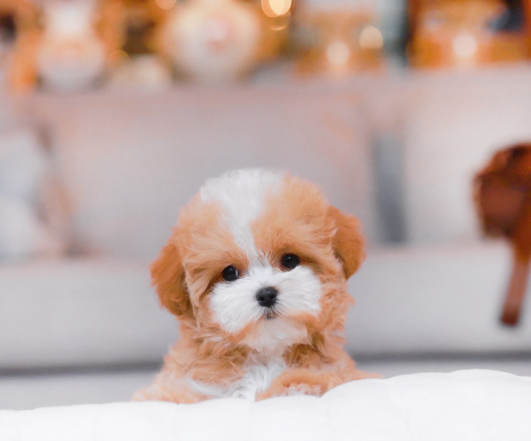 บิชองพู BCM-63524 เพศชาย สี Champagne สวยหวานลูกคุณ ตัวเล็ก ขนนุ่ม สายเลือดคุณพ่...