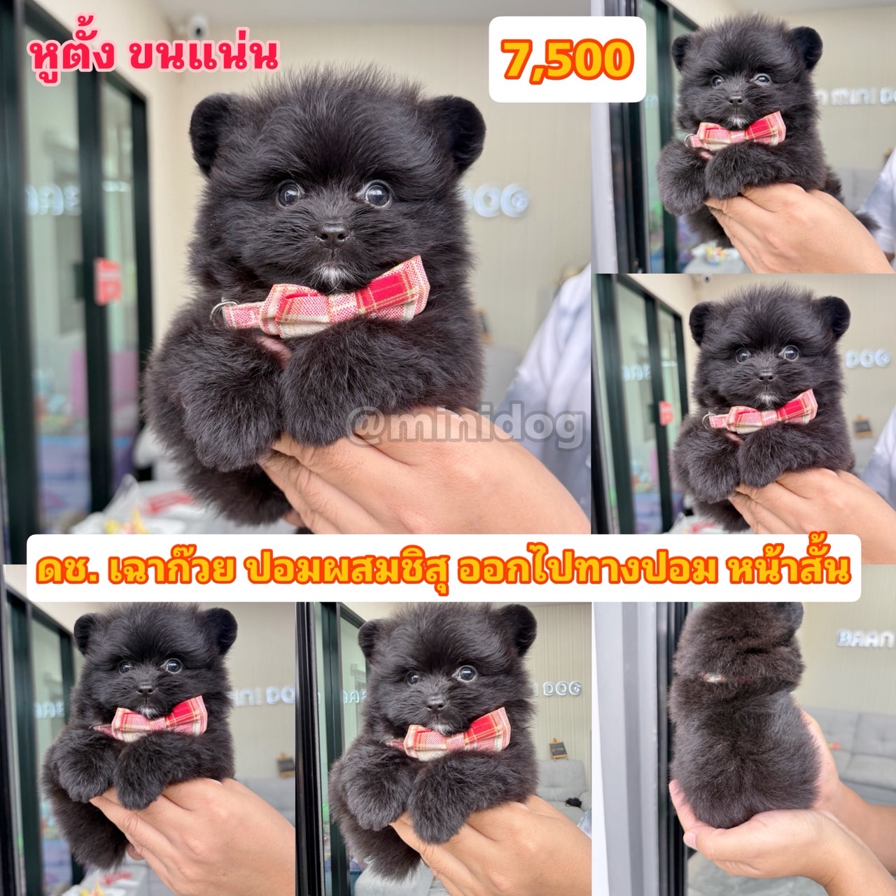 ชิสุผสมปอม