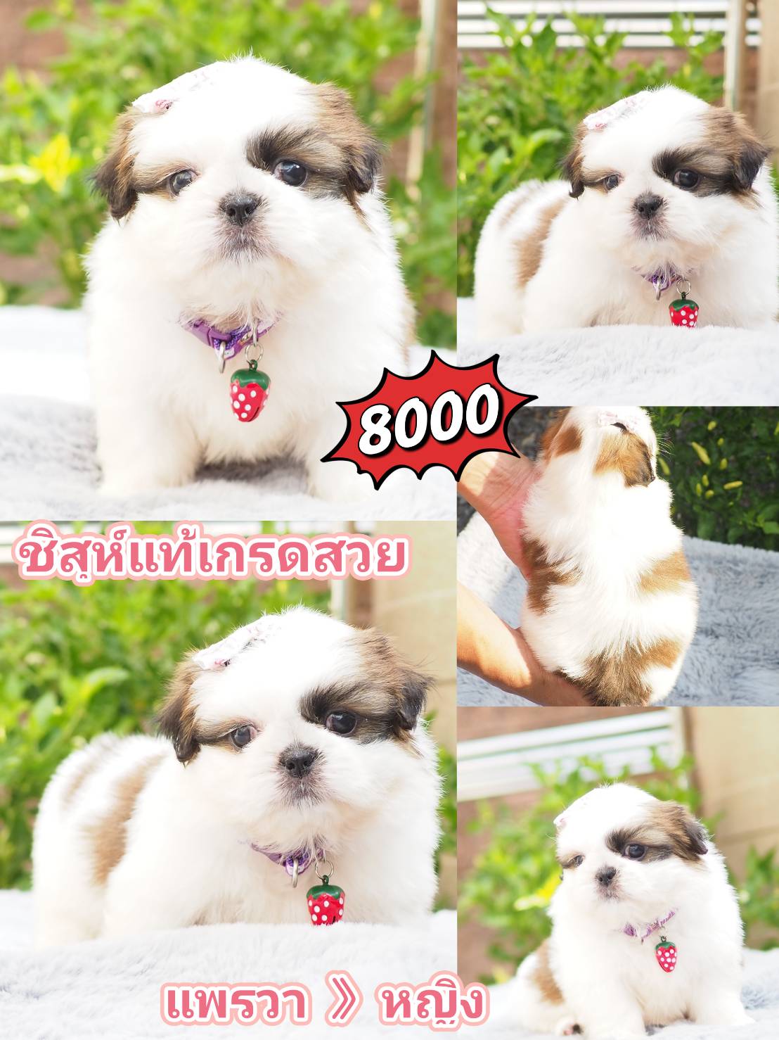 Shihtzu  สวยมาก