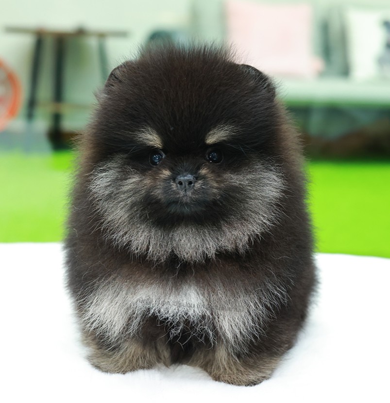 ปอมแท้ ปอมหน้าหมี HRF-10476 เพศหญิง สีแบล็คแทน ตัวจิ๋วตัวเล็ก แก้มอ้วน น่าฟัดมาก...