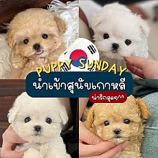 Puppy Sunday นำเข้าสุนัขเกาหลี มอลทีส มอลติพู พูเดิ้ล บิชอง ปอม ทีคัพ LINE : @pu...