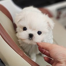 Puppy Sunday นำเข้าสุนัขเกาหลี มอลทีส มอลติพู พูเดิ้ล บิชอง ปอม ทีคัพ LINE : @pu...