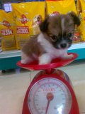 sale ชิวาวา เพศผู้ขนยาวสีแฟนซี หัวโตหน้าหักปากสั้น 