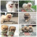 จำหน่าย ปอมหน้าหมี จากTJMN Pomeranian