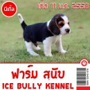 ฟาร์มสุนัข ***ICE BULLY KENNEL*** จำหน่ายลูกสุนัขบีเกิ้ล คุณภาพสวยระดับประกวด สา...