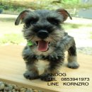 ลูกสุนัขมิเนเจอร์ ชเนาเซอร์ แท้ ๆ MINIATURE SCHNAUZER 10,000 บาทมีใบเพ็ด  สุขภาพ...