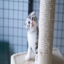 ขายเด็กชาย Scottish fold หูพับค่ะ