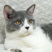 ขายแมวบริติชช็อคแฮร์ สีขาวเทา เพศเมีย 9 เดือน