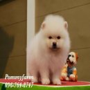 Pommyfarm จำหน่ายลูกปอมเมอเรเนียน หน้าหมี ขนแน่น ราคาลดพิเศษสนใจสอบถามได้ รับบัต...