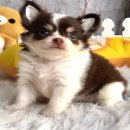 ★^-^*★ WWW.WOWWCHIHUAHUA.COM★^-^*★." น้องแคนดี้ เพศเมีย ขนยาว สีขาวชอคโกแลต...