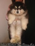 เปิดจำหน่ายอลาสกัน แพนด้าใจแอนท์แท้ๆ 阿拉斯加雪橇犬 Alaskan Malamute (รับสุนัขได...