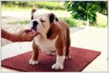 ขายลูกสุนัข bulldog น่ารักๆ