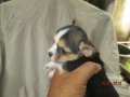 ขายลูกชิวาวาเพศผู้ราคา3500