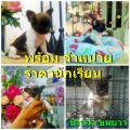 ****โคราช ชิวาวา ขนยาว แฟนชี เพศผู้ ไซร์ทีคัพ**** 