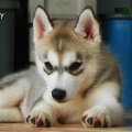 ขายลูกสุนัขพันธ์ siberian Hugkry ตัวผู้สีเทา - ขาว อยู่โคราช