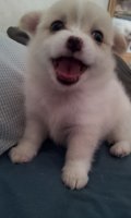 ขายจร้า..! ลูกชิวาว่าขนยาวแน่น 2ชั้น สีขาว-ครีม หน้าสั้น หัวโต ช.ญ.