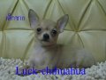 ^_^ ชิวาวาราคาพิเศษสุดๆ Luck-chihuahua  ^_^