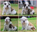 ขายลูกBulldog ลายเสือ โคร้งสร้างใหญ่ เตี๊ยติดดิน!!น่ารัก-*-