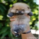 Pomeranian เปิดให้จองแล้ว ลูกสุนัขปอมเมอเรเนียน หน้าหมีๆ เกรดคุณภาพ พร้อมใบเพดดี...