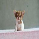 ★^-^*★ WWW.WOWWCHIHUAHUA.COM★^-^*★.. ชิวาวาสีขาวน้ำตาลขนยาว หัวแอปเปิลกลมสวย ไซด...