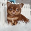 ★^-^*★ WWW.WOWWCHIHUAHUA.COM★^-^*★"ชิวาวาสีชอคโกแลตขนยาว หน้าหมีๆ น่ารักมาก...