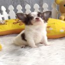 ★^-^*★ WWW.WOWWCHIHUAHUA.COM ★^-^*★." น้องเจเล่" ชิวาวาเพศเมียขนยาว สี...